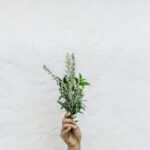 person holding green plants