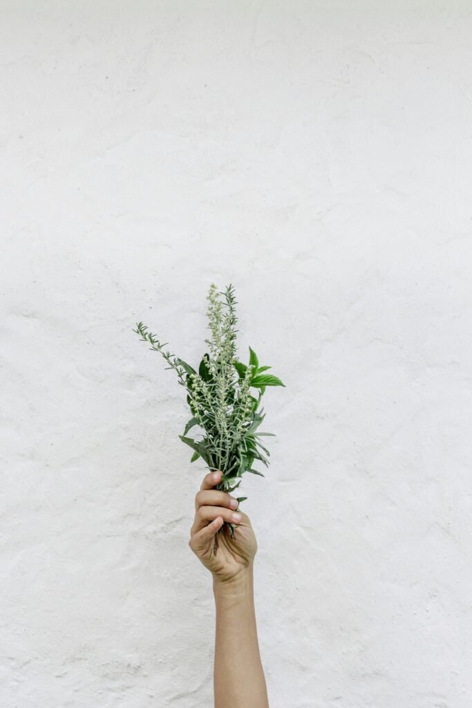 person holding green plants